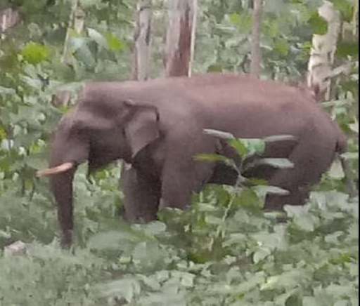 The terror of elephants is continuously increasing in the villages falling under the Haldwani range of the Terai Central Forest Division.