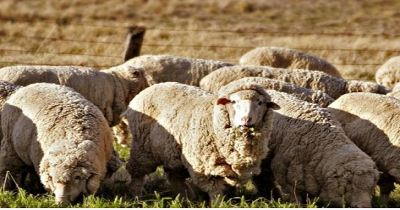 Artificial insemination of sheep is about to begin for the first time in the state.