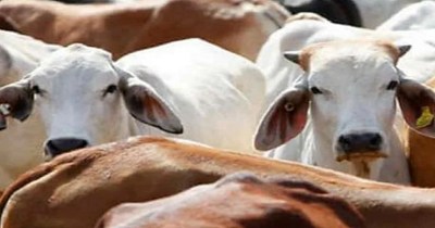 The e-voucher scheme being introduced by the central government for cattle rearers will start in Uttarakhand.