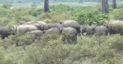 Elephants have been camping in the forest of Rampur Mandi for the past several days.